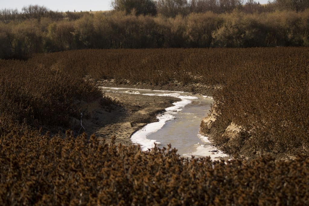 Dikenlerin arasnda hayat