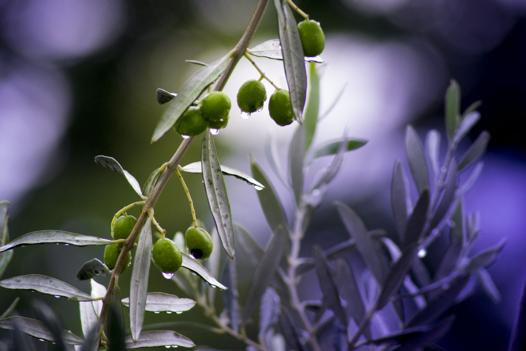 Zeytin Dal