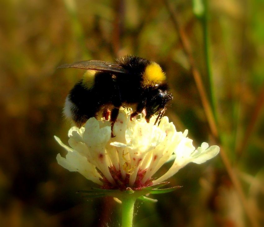 kadife gibi bir ey...