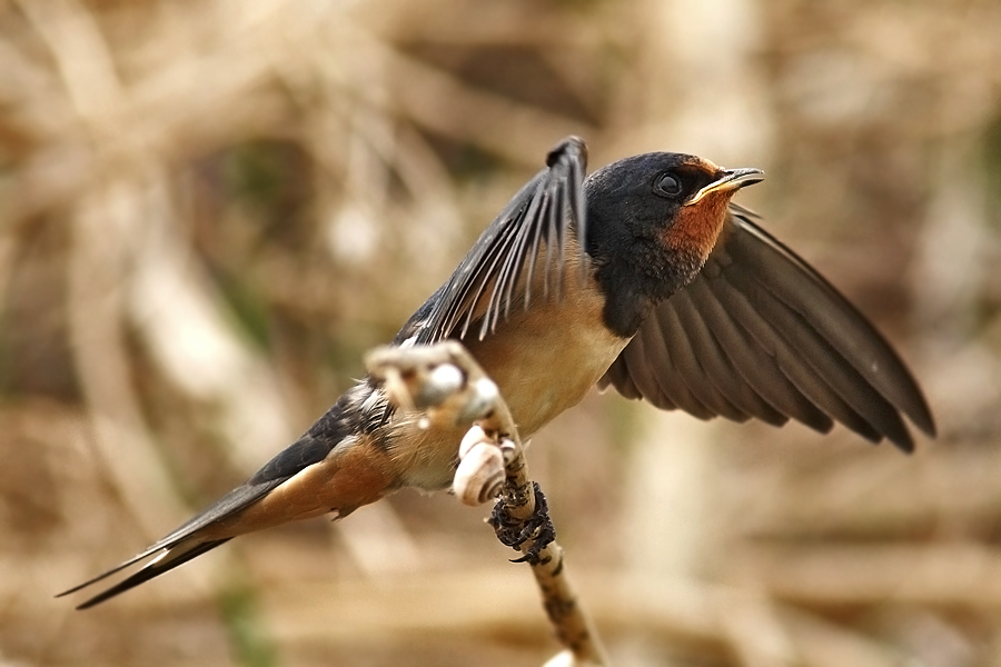 Krlang 2 (Suna annemize ve sizlere)