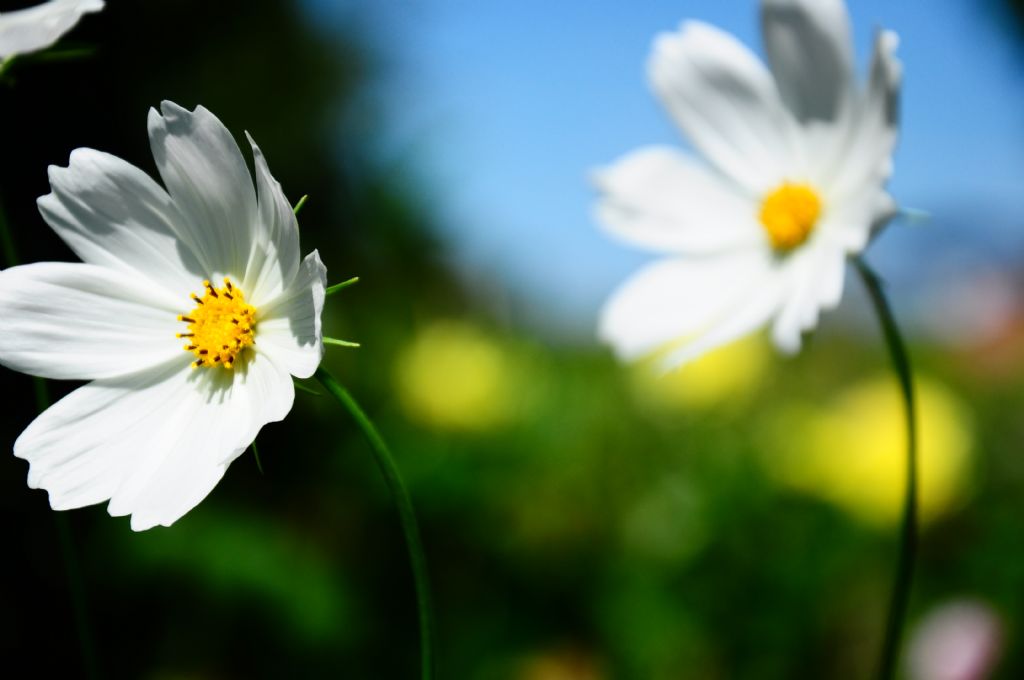 Ad�n� Bilmedi�im Bir �i�ek