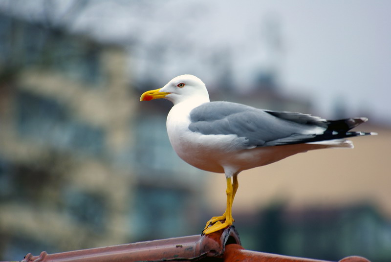 Sar�yer' de Mart� Olmak-2