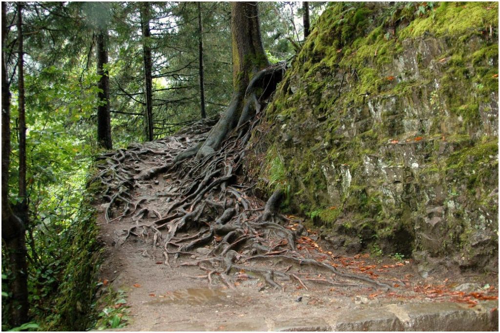 Patika yolu tutan K�K