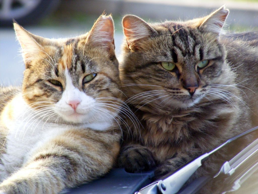 farkl� bir bak�s