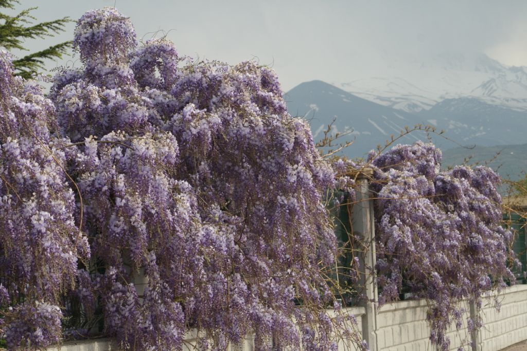 DO�AYA TANIKLIK EDERKEN...