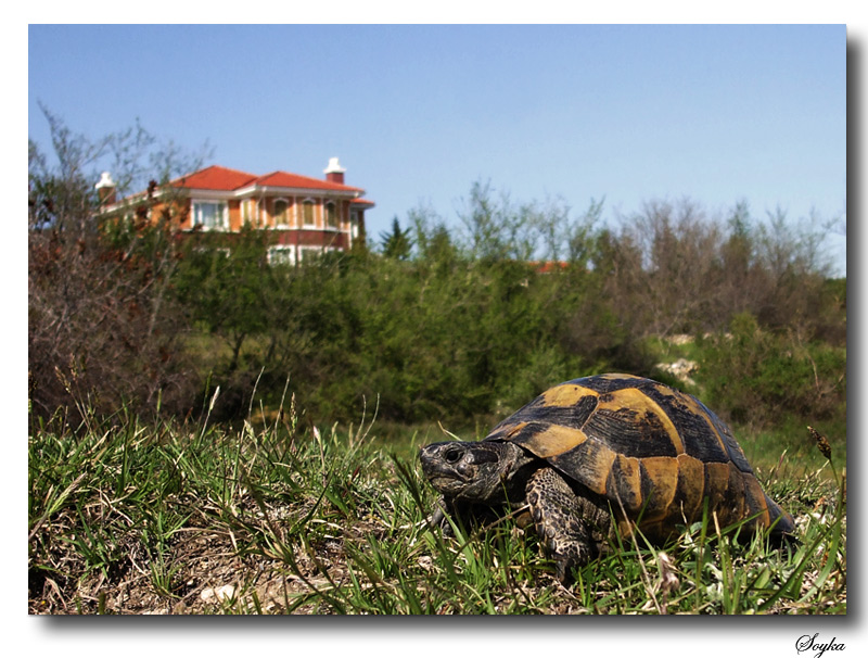 BAZILARININ EVE GEREKSNM YOK