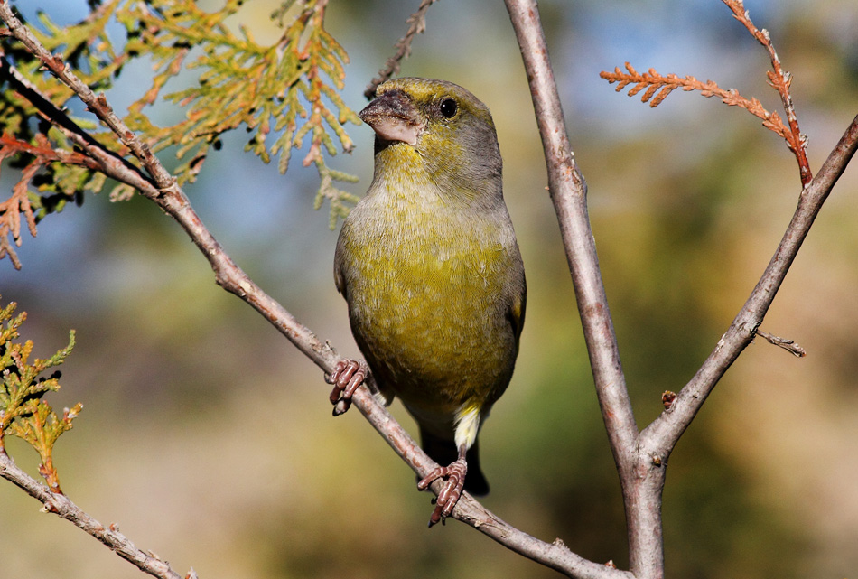 Carduelis chloris