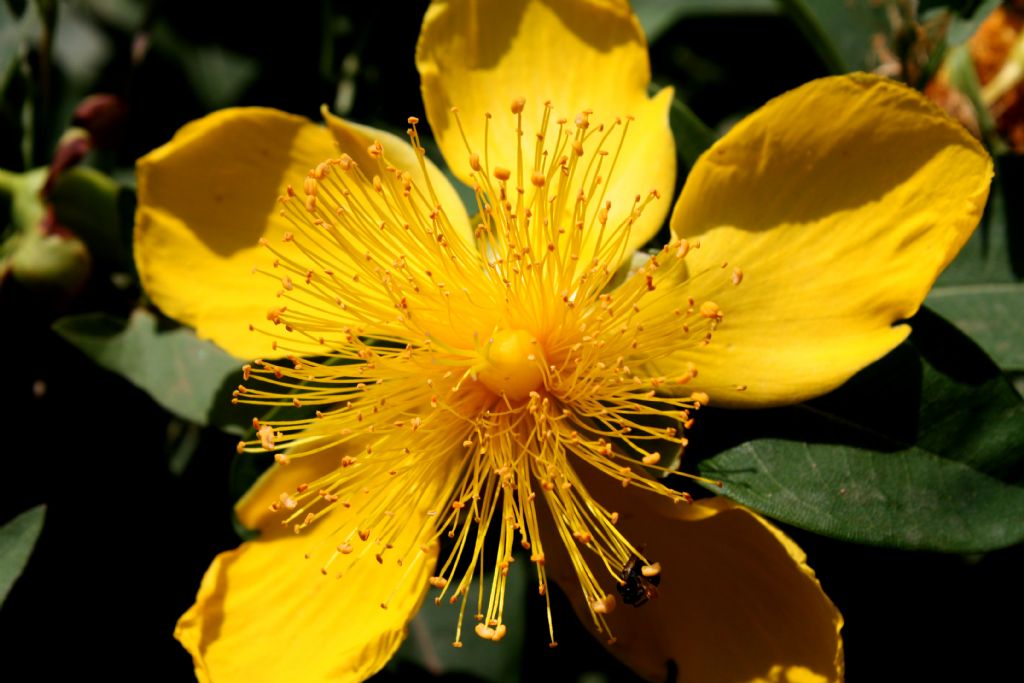 Yellow flover