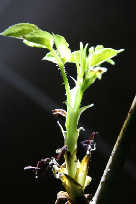 dald�m k�k sald�m