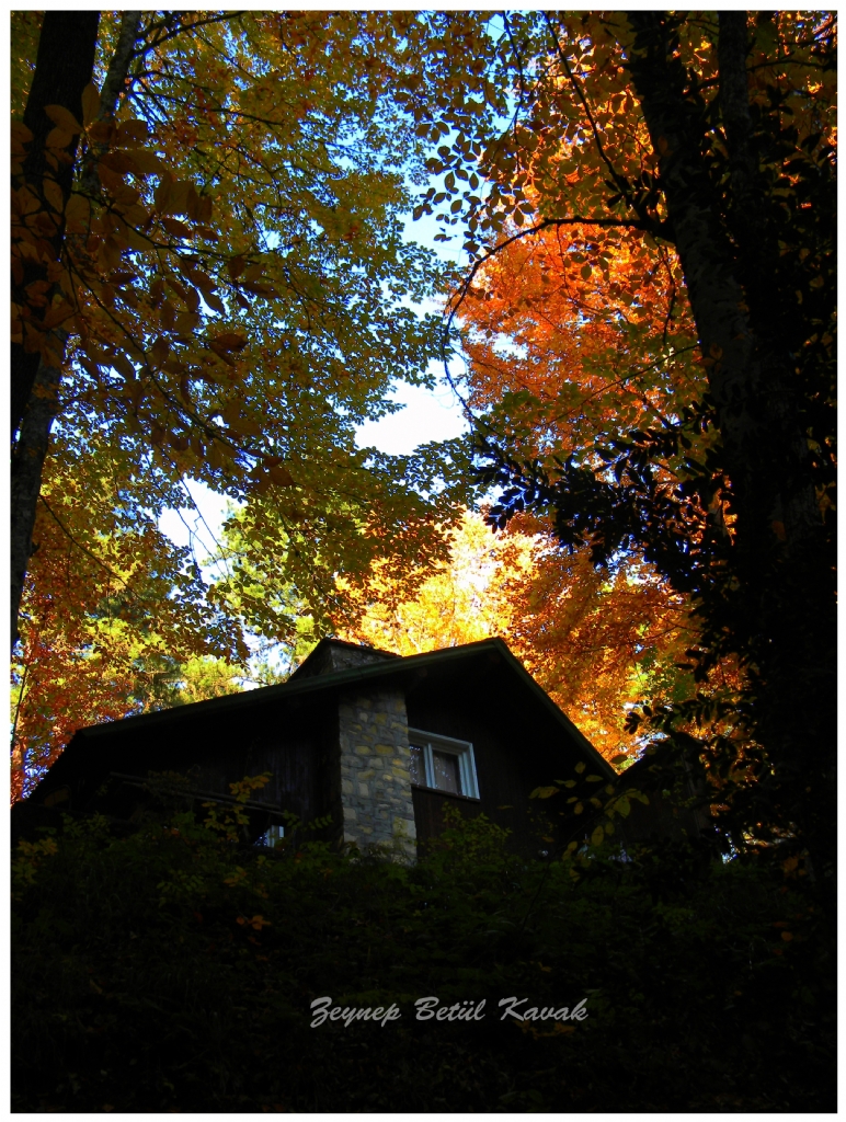 Yapraklar Sararnca Baka Gzel ...