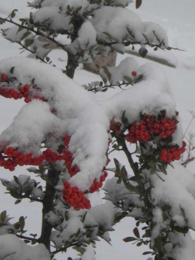 KIRMIZI TOMURCUKLAR VE KAR