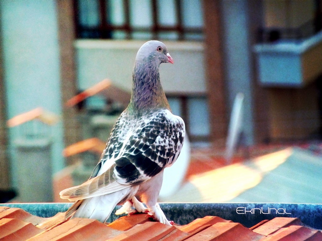 Taklac� G�vercin