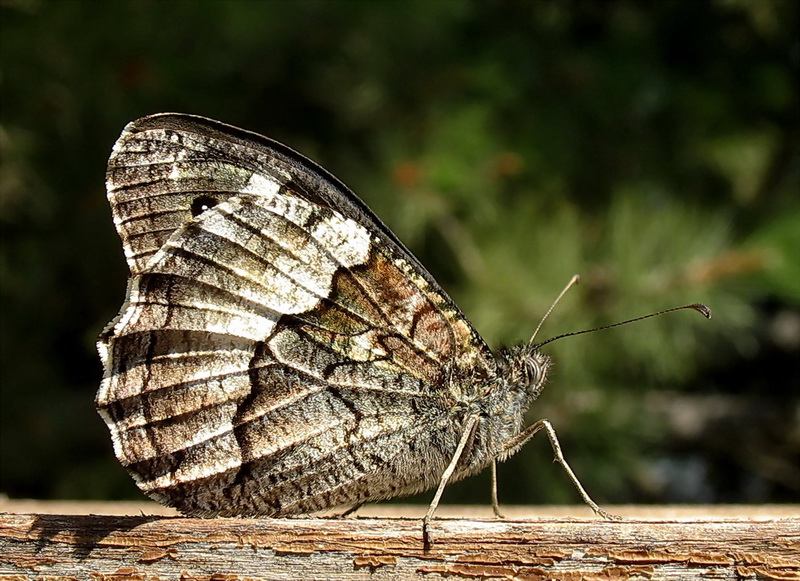 Anadolu Karamelegi (Hipparchia Fatua )