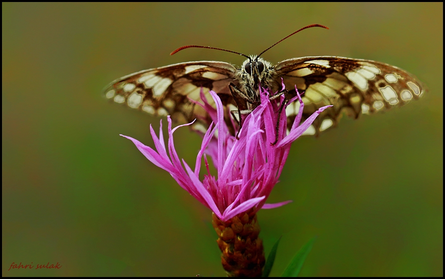 Orman Melikesi (Melanargia galathea)