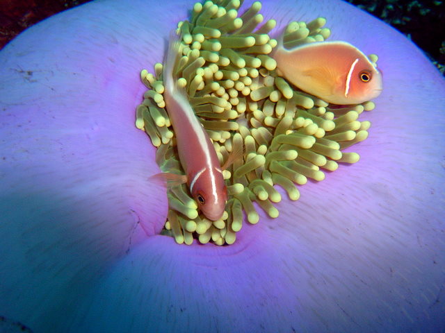 anemonlar