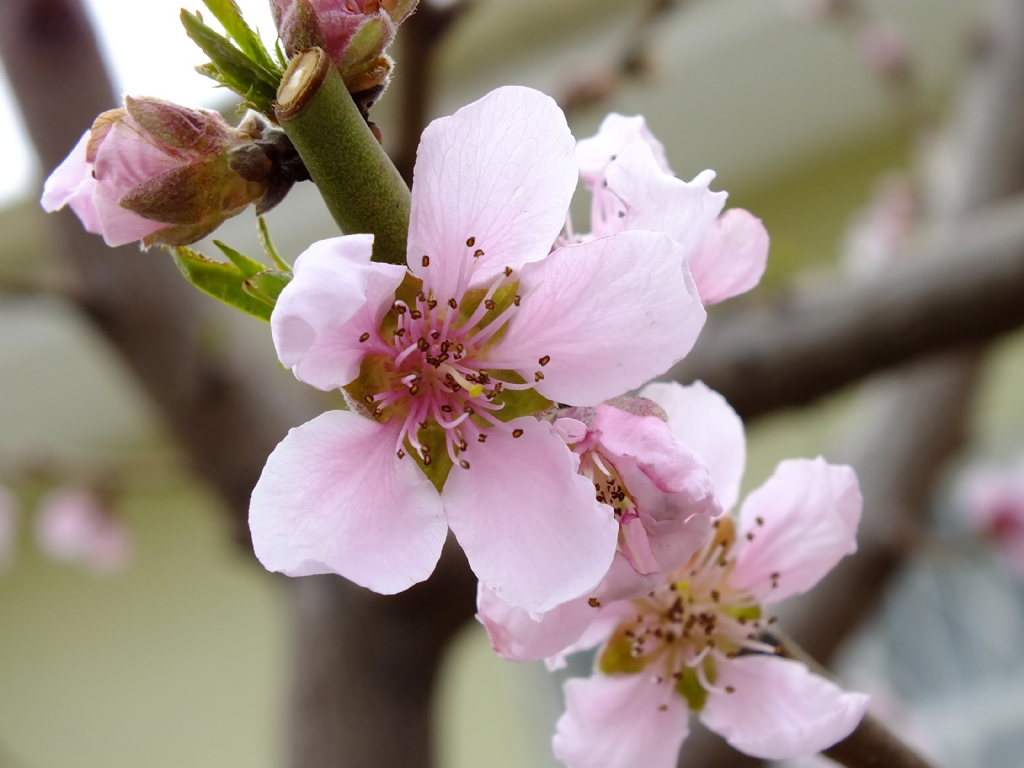 Her �lkbahar Yeniden