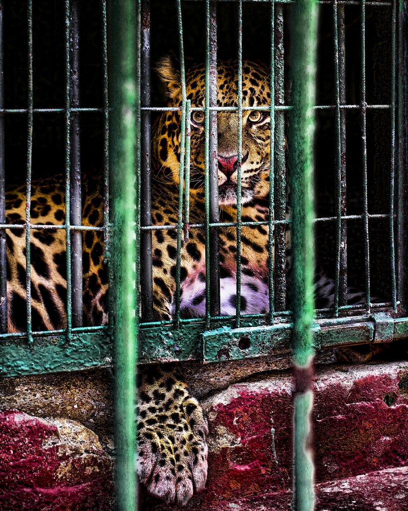 cimbom zor durumda :)