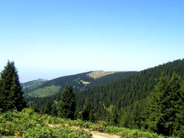 karadeniz dalar