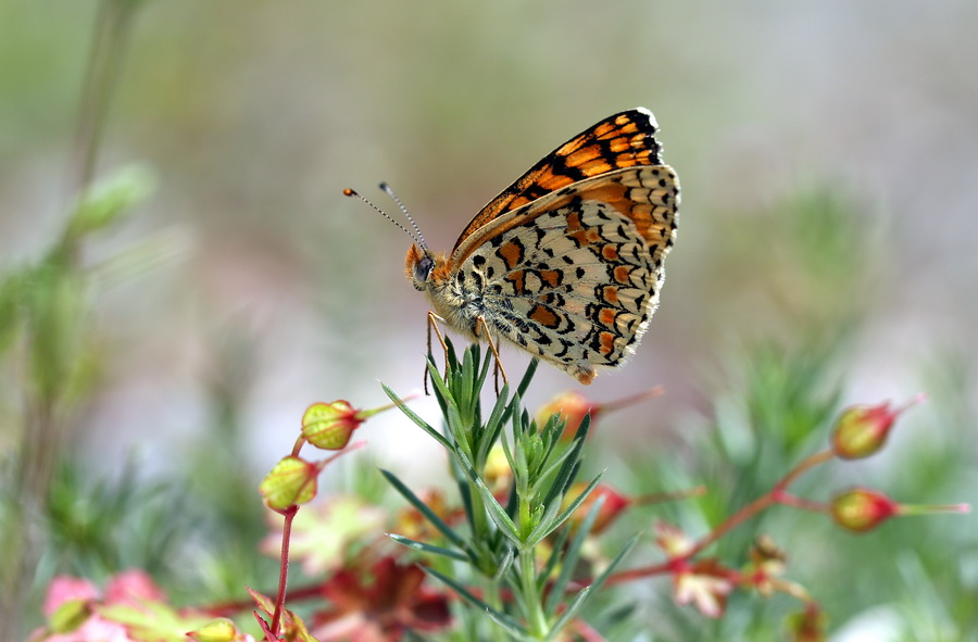 Byk Benekli parhan (Melitaea phoebe)  36