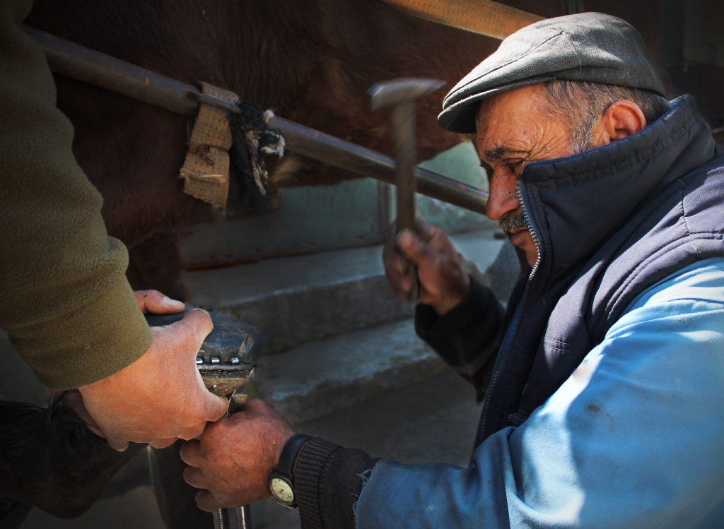 ��ler g��ler