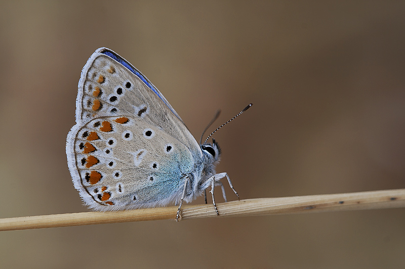 Rengarenk yaamlar...