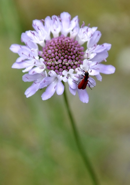 Kk Bcein Byk Hayalleri