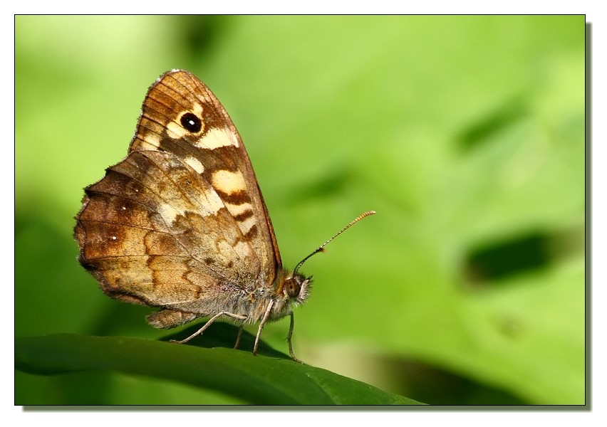 Karanlk Orman Esmeri