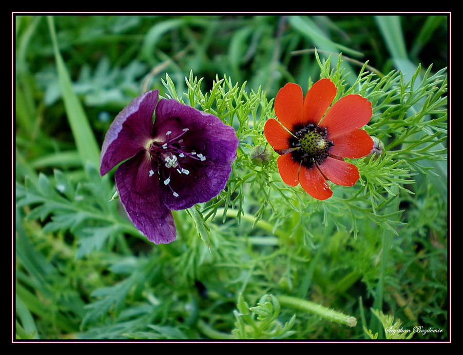 Mardin bahar'n gzelleri 