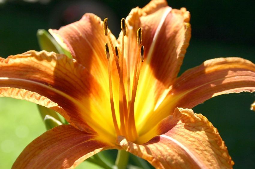 zor olan kalmak, a��yor zira �m�r bah�edilen...