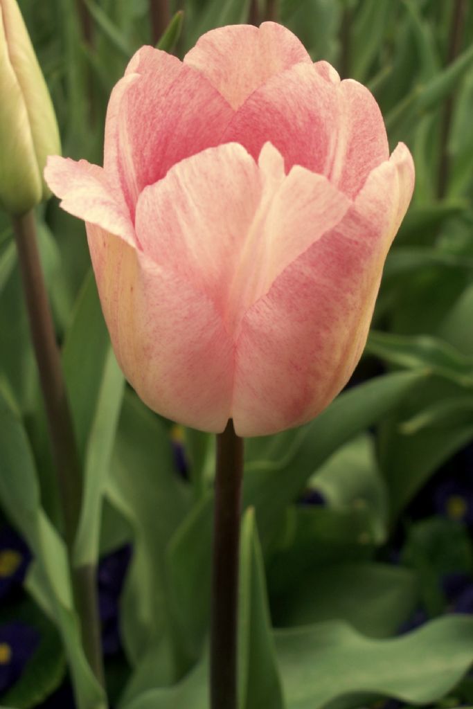 tulip