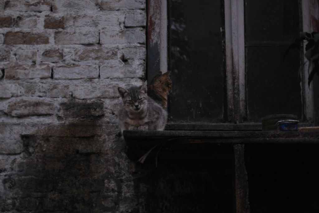 Pencere Ve Kediler