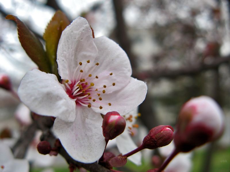 YALANCI BAHAR - JETBE'DEN