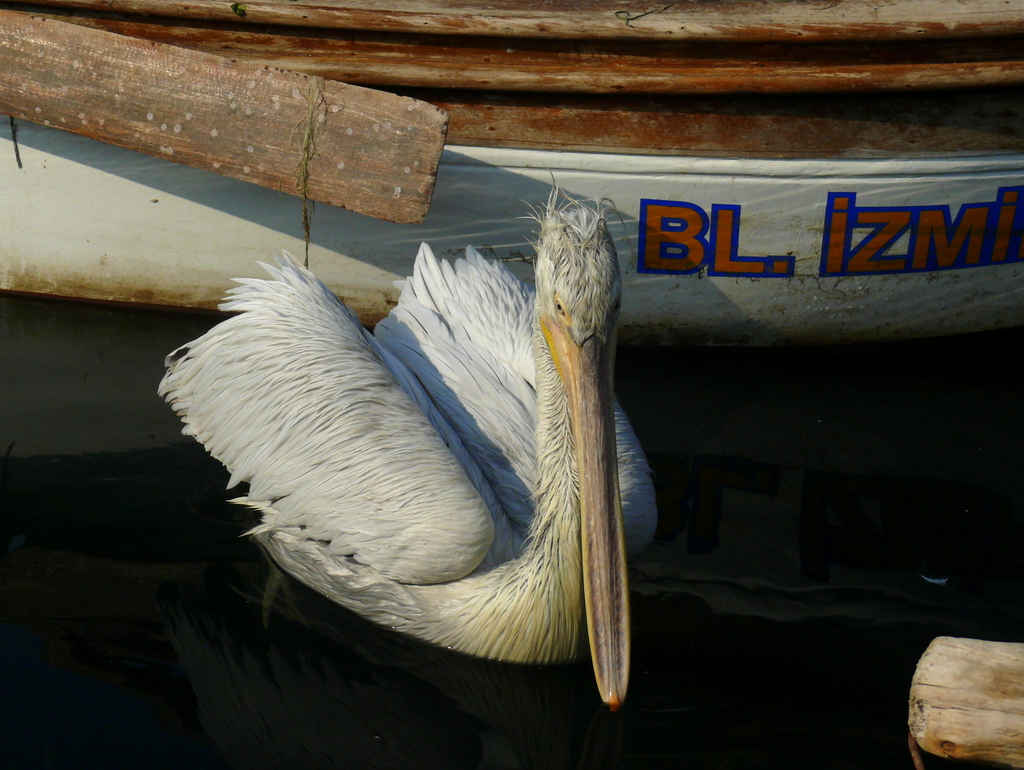 Tepeli Pelikan