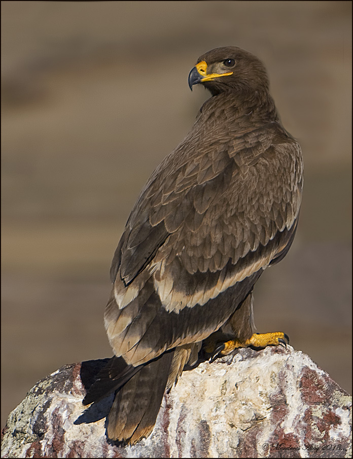 Bozkr kartal Steppe eagle / Aquila nipalensis