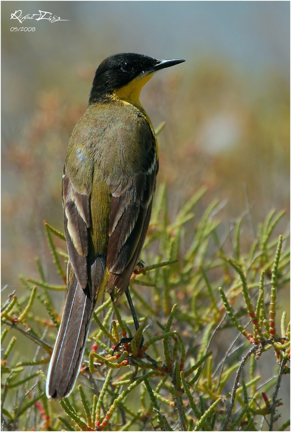 Sar� Kuyruksallayan-3