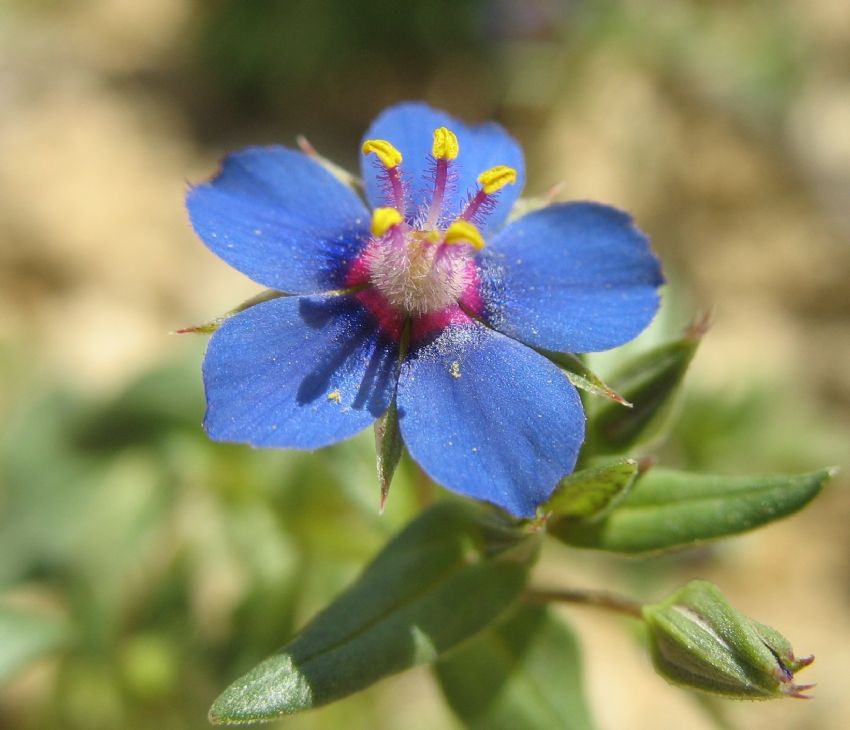 Anagallis Arvensis