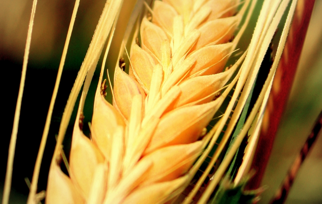 Bu�day ba�a��