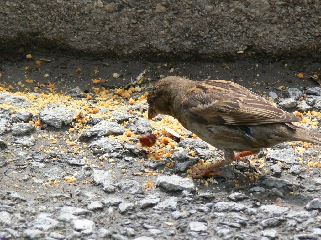 minik erenin bir sabah kahvalts