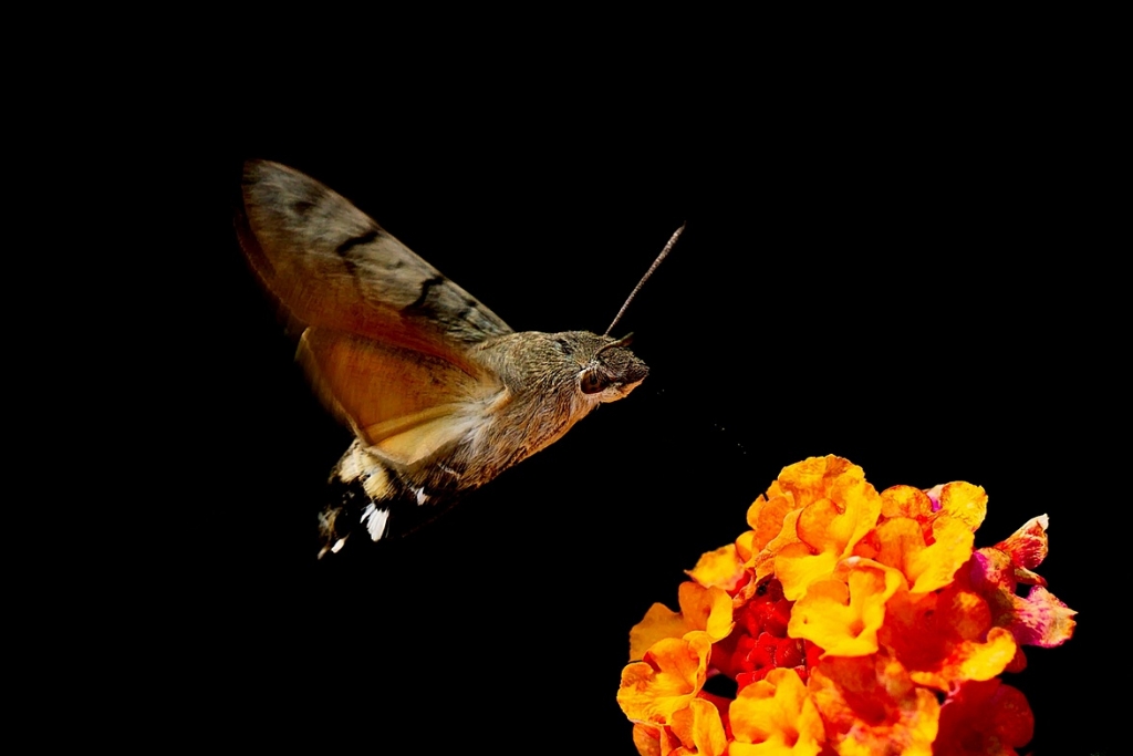 Atmaca G�vesi ve A�a� Minesi