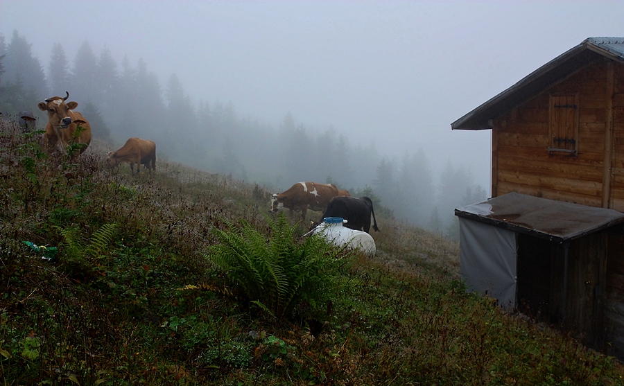 Sal'dan Pokut'a doru ve Pokut(13)