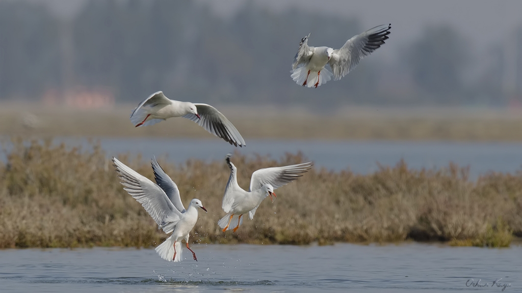 nce gagal mart  Larus genei  Slender-billed g