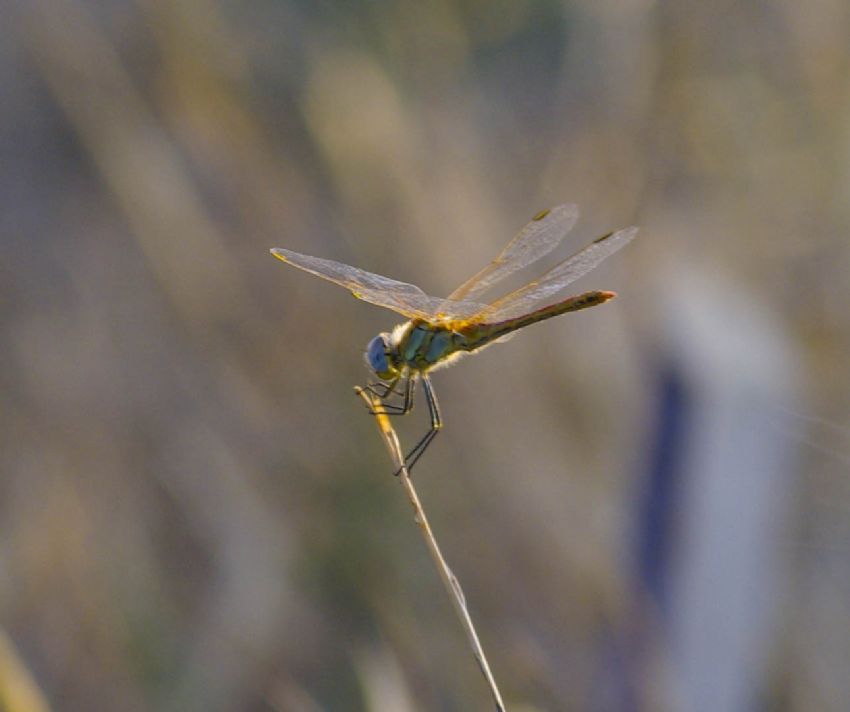 k�z b�c���