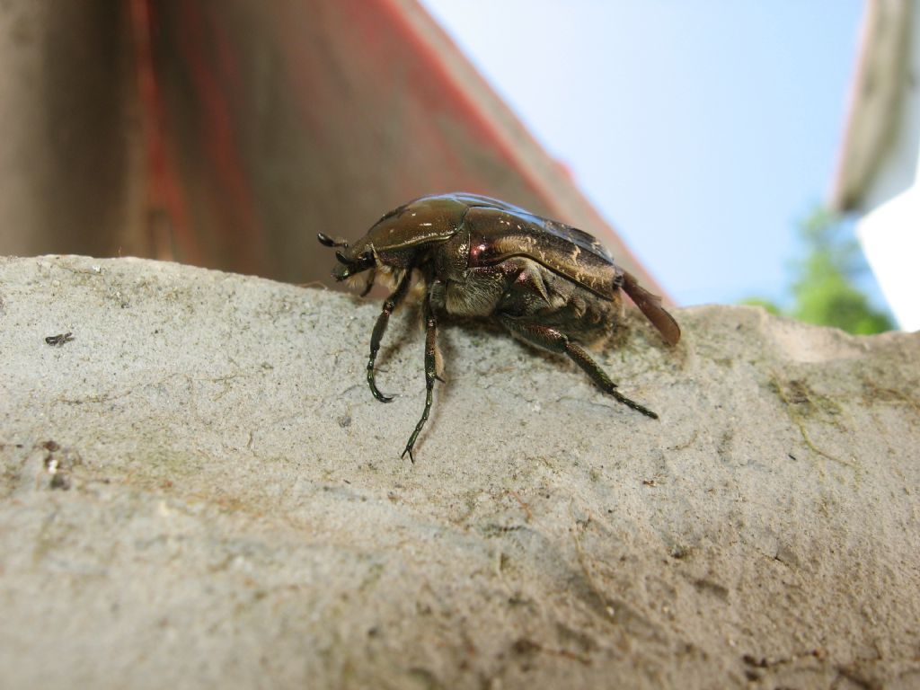 canon a540 ile makro 