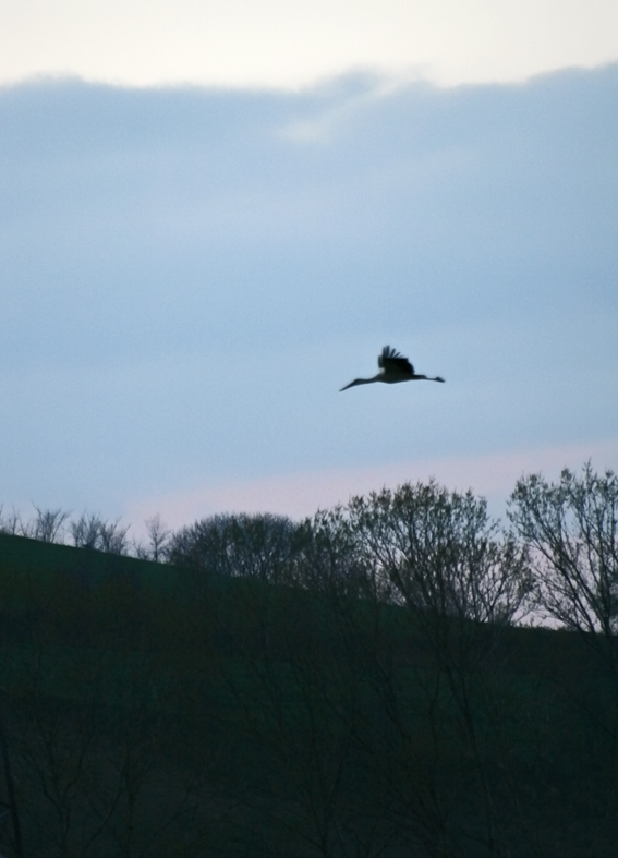 Bahar Mjdeleyen Leylek