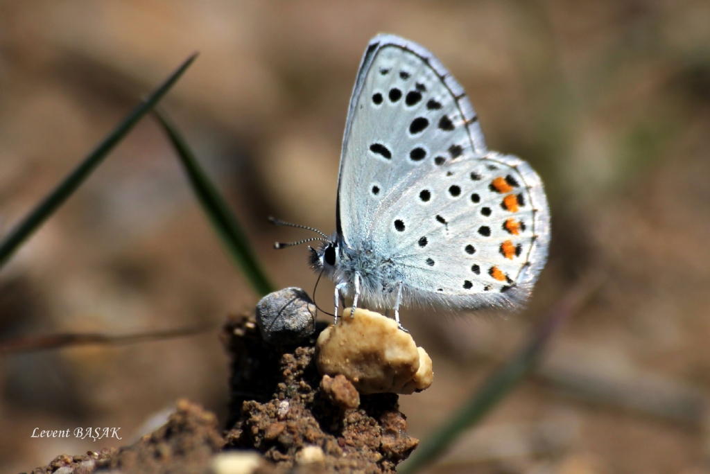 himalaya mavisi