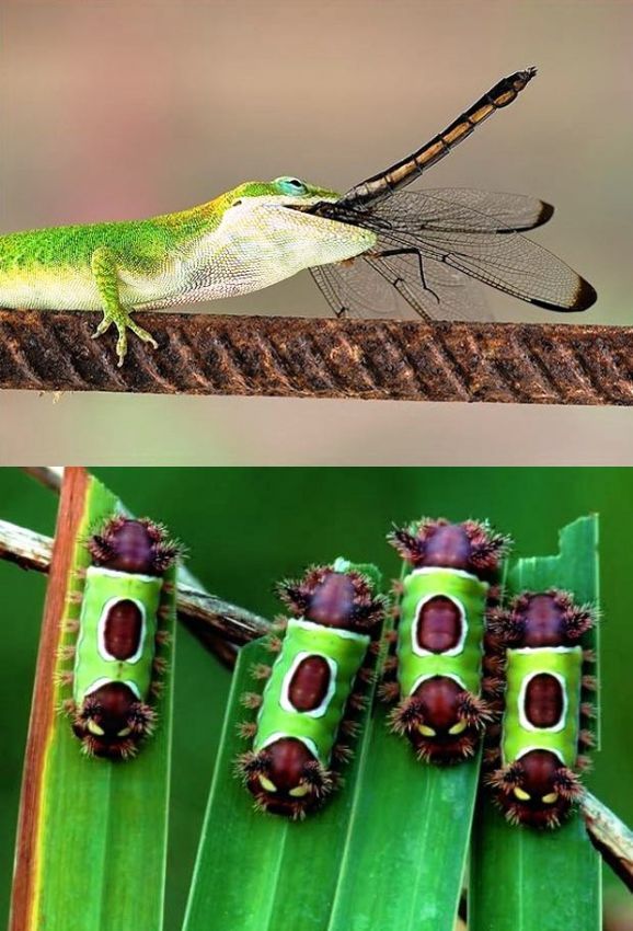 yusufuk 'un hazin sonu ve sevimli trtl'lar