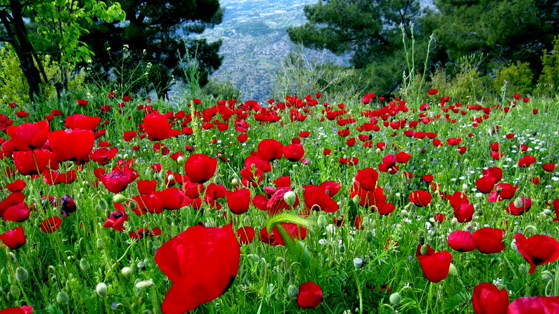 Gelincikler (Denizli)