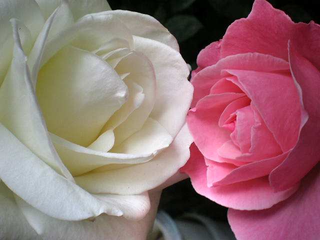 pink and white rose