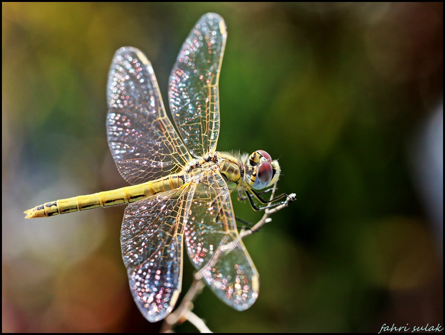 yusuf�uk (dragonfly)