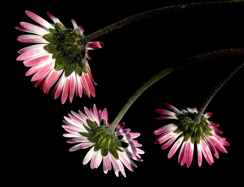 Kr Papatyas (Bellis sylvestris)